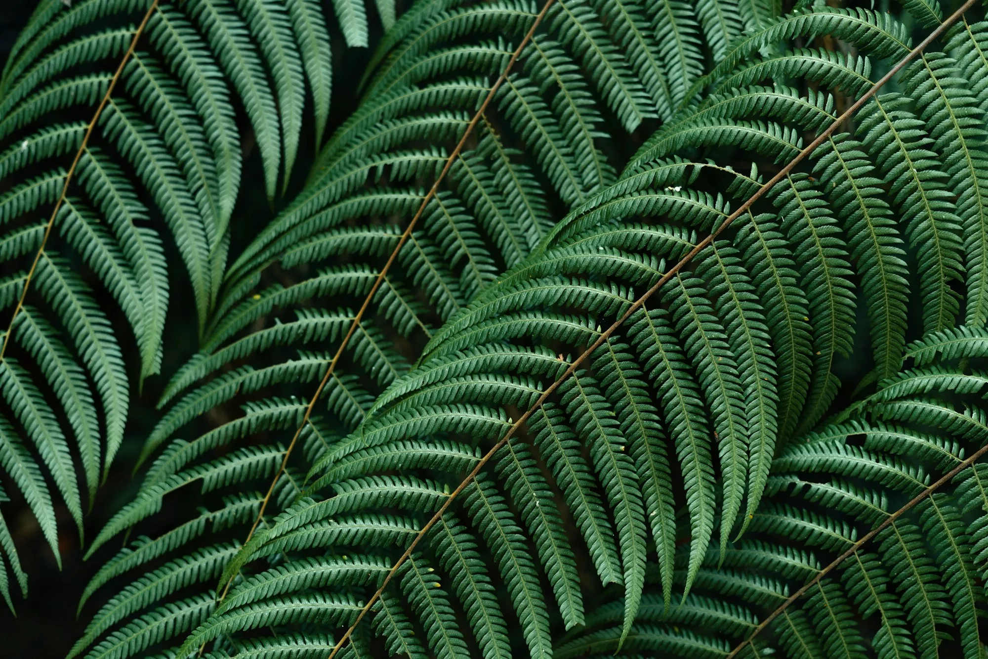 Nature Background
